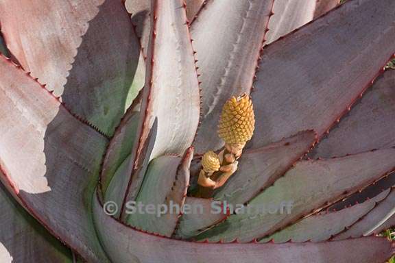 aloe capitata var quartziticola 1 graphic